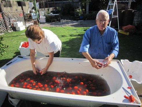 Washing tomatoes