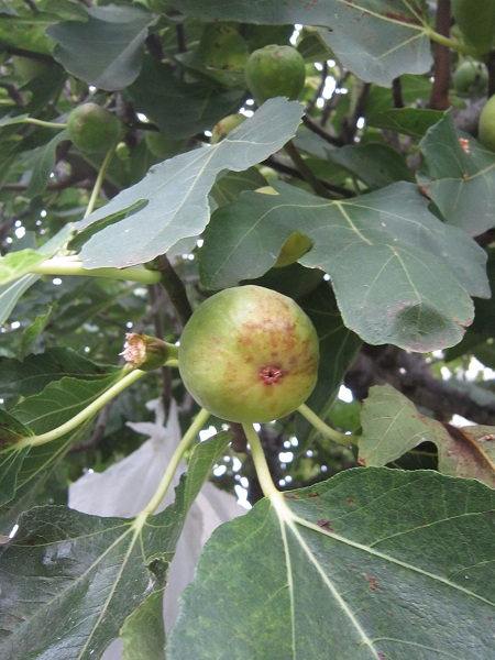 Fig in the tree