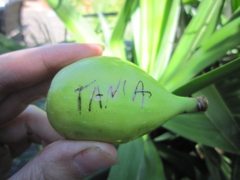 Fig with my name on it