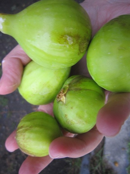 Figs in hand