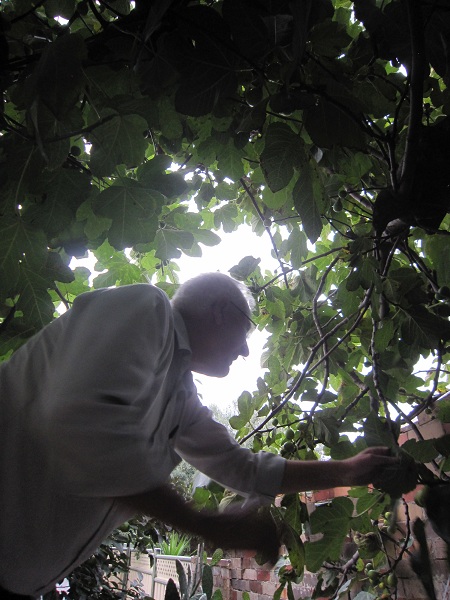 Uncle Tony in the middle of the fig tree
