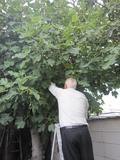 Zio Tony up the ladder in the fig tree